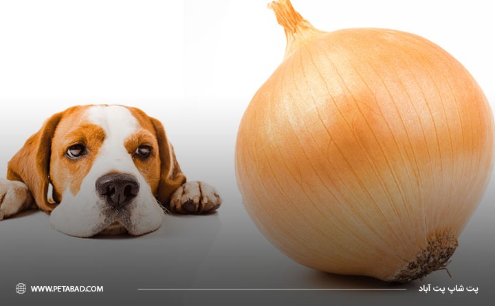 پیاز برای سگ بد است