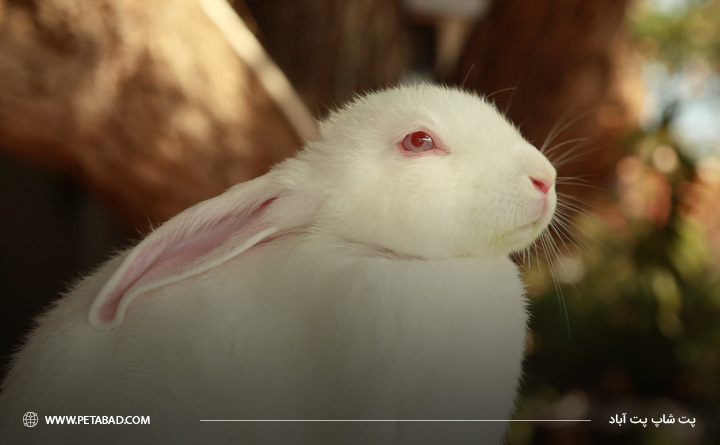 خرگوش سفید چشم قرمز