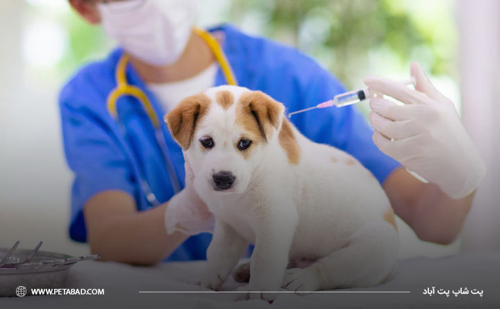 ضرورت انجام واکسیناسیون برای سگ