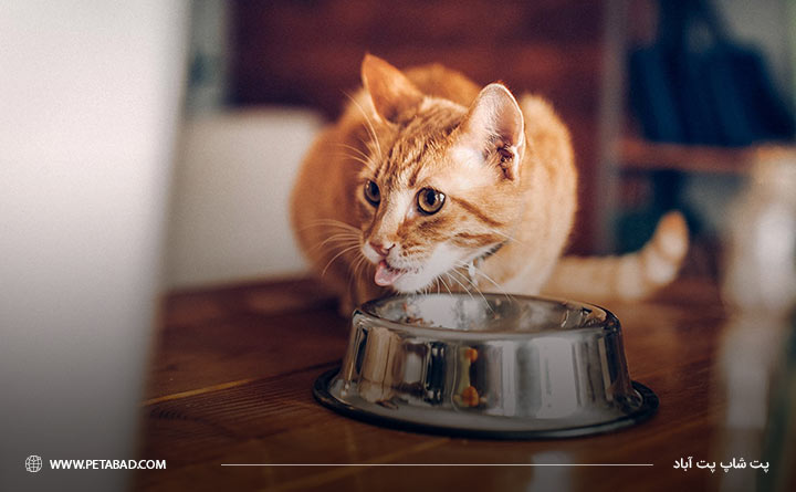 کدام غذا برای گربه مناسبتر است؟