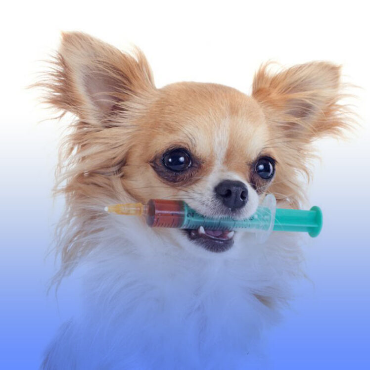 مراقبت‌های لازم بعد از واکسیناسیون سگ