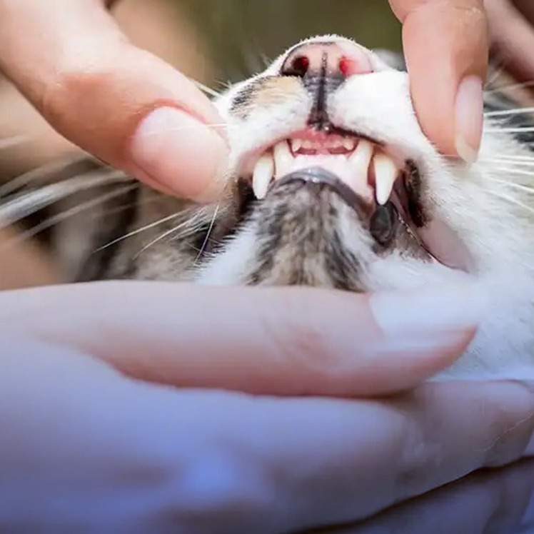 درمان بیماری‌های دندانی در گربه