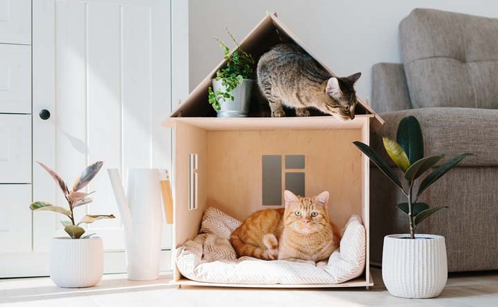 5 نکته مهم برای چیدمان خانه‌های گربه دار که تاکنون نمی‌دانستید!