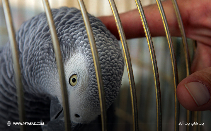 انواع مریضی در پرندگان