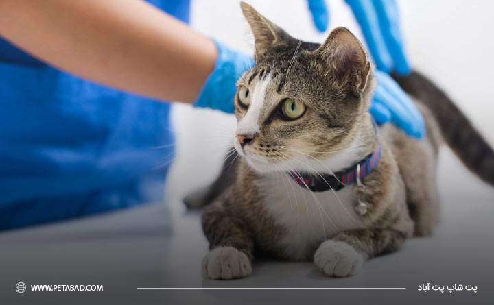 انجام معاینه فیزیکی گربه برای تشخیص بیماری پریتونیت عفونی گربه