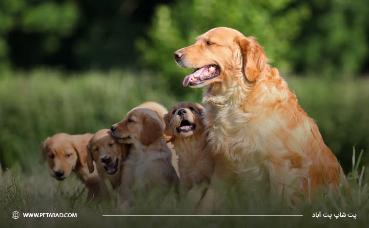 تاریخچه پیدایش نژاد گلدن رتریور