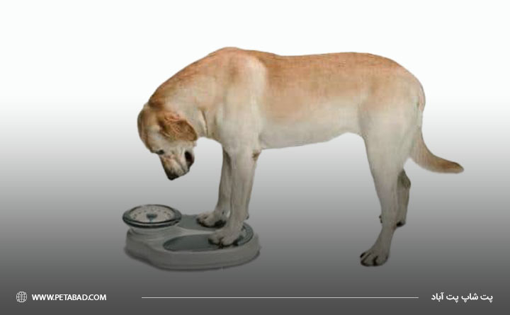 کاهش وزن در سگ از علائم بیماری شپش