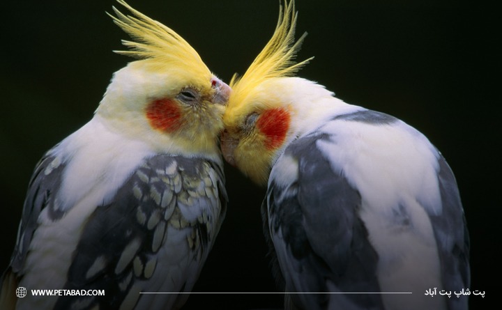 بی حالی یکی از دلایل پف کردن عروس هلندی