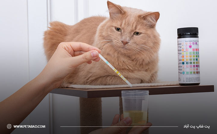 انجام آزمایش ادراری گربه برای تشخیص دیابت