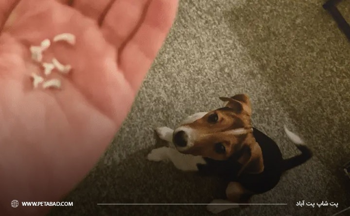 زمان افتادن دندان‌های شیری سگ