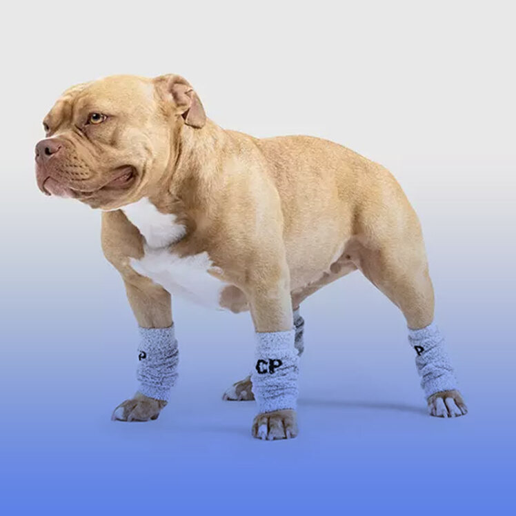 بیماری دیسپلازی مفصل لگن در سگ‌ها