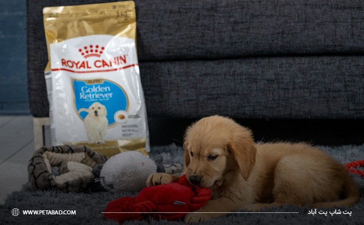 بهترین برند غذای سگ خارجی: رویال کنین
