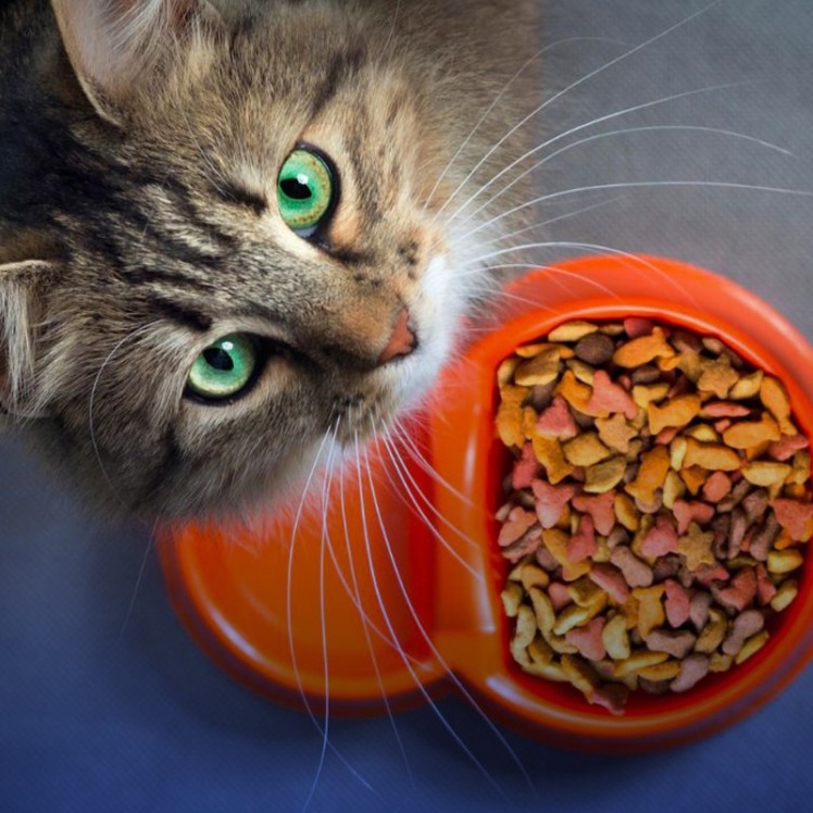 بهترین برند غذای خارجی برای گربه