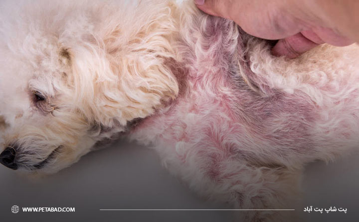 علت لکه های سیاه روی پوست سگ
