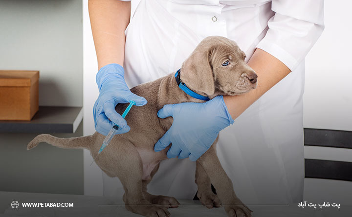 ضرورت واکسیناسیون برای سگ