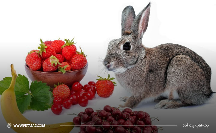 غذای تشویقی خرگوش