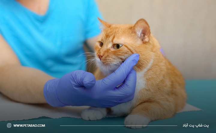 راه های تشخیص کم خونی گربه