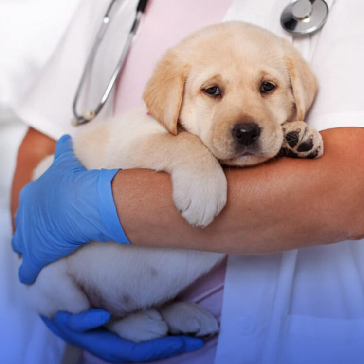 بیماری پاروو ویروس سگ (Canine parvovirus) چیست؟