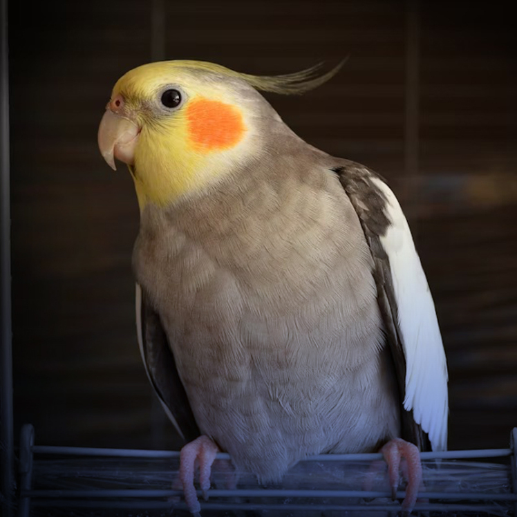 دلایل پف کردن عروس هلندی چیست؟