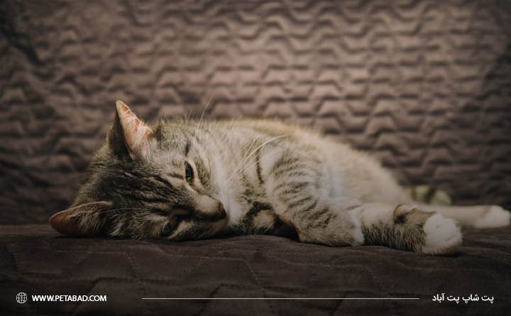 علائم اسهال در گربه‌
