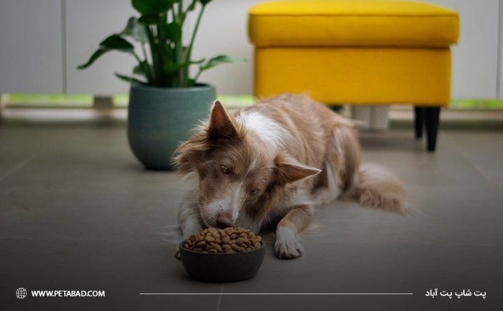 تغذیه مناسب سگ در فصل سرما