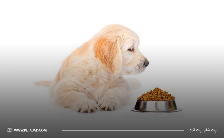 نداشتن برنامه غذایی مناسب برای سگ