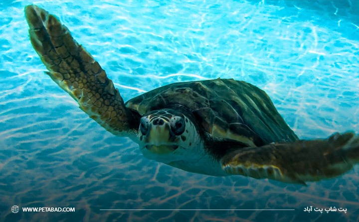 بهترین حیوان خانگی برای آپارتمان: لاک پشت