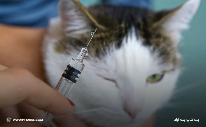 واکسن برای گربه‌ها