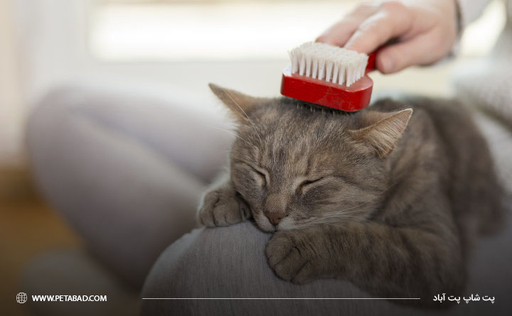 برس زدن موی گربه