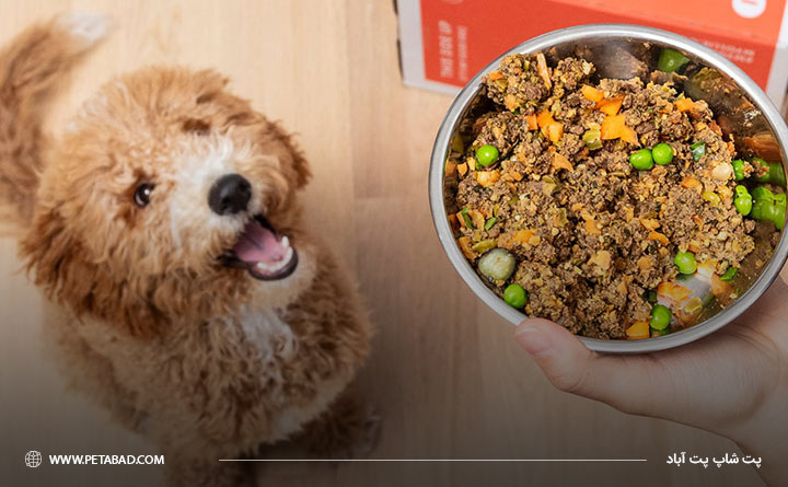 غذای خانگی متناسب با نیاز های سگ