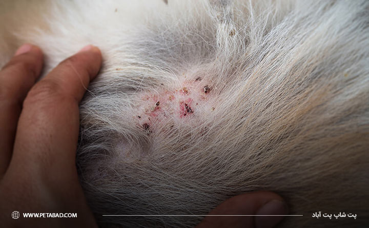 عکس کک و کنه در سگ