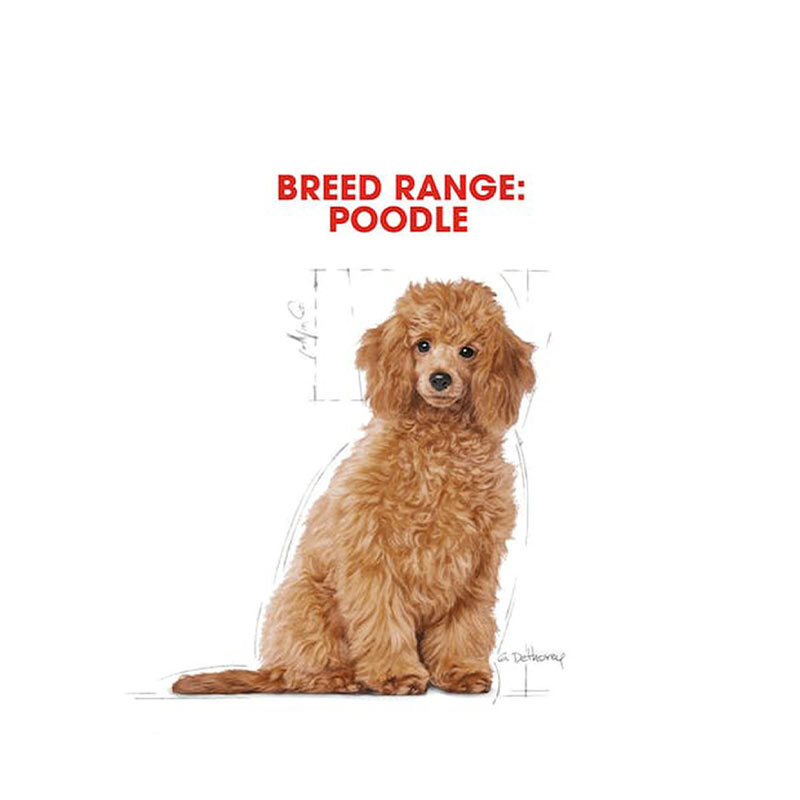  تصویر نژاد غذای خشک توله سگ رویال کنین Royal Canin Puppy Poodle وزن 3 کیلوگرم از نمای رو به رو 