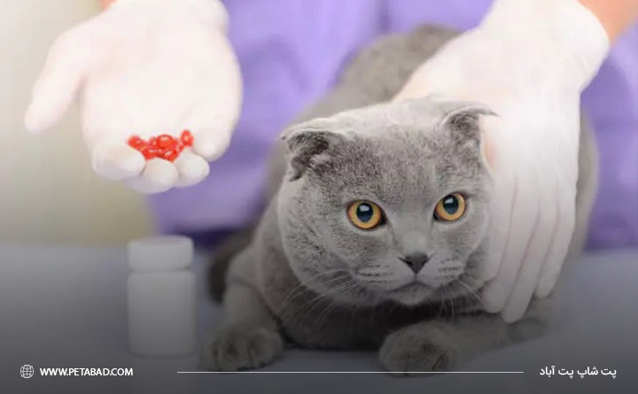درمان مشکلات دستگاه گوارشی گربه