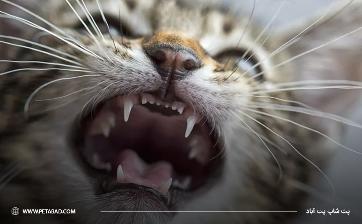 مشکلات دهان و دندان از دلایل بی اشتهایی گربه