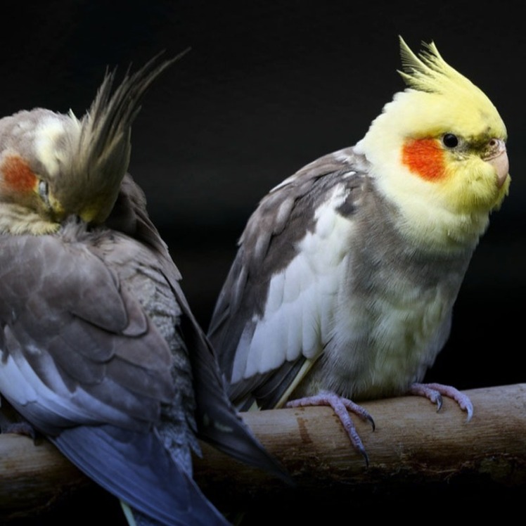 علت خارش بدن عروس هلندی چیست؟