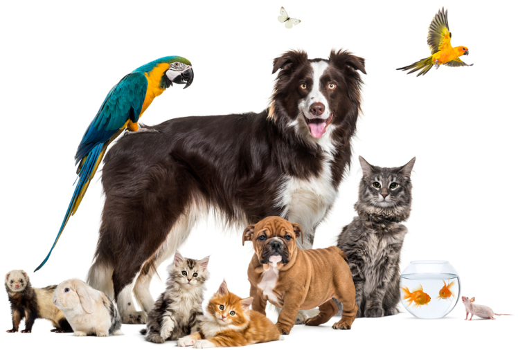 آیا میتوان گونه‌های مختلف حیوانات خانگی را با هم نگهداری کرد؟ 
