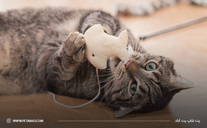 تمرین مهارت شکار یا هدیه آوردن گربه