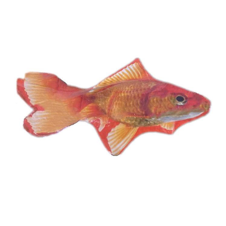 تصویر اسباب بازی ماهی گلی Pet Toy