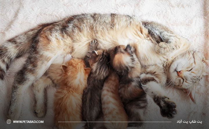 غذای خانگی برای گربه