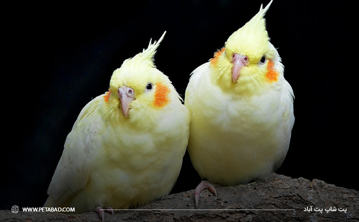 دلیل پف کردن عروس هلندی