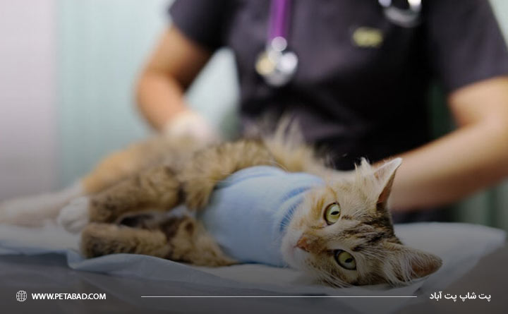 آشنایی با سرطان بدخیم در گربه