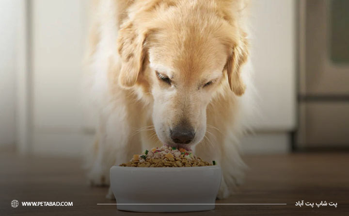 رژیم غذایی سبک برای سگ