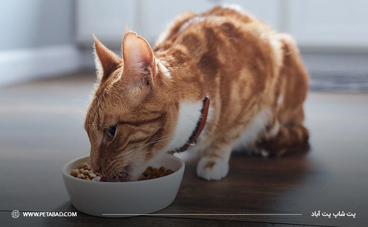 توجه به تغذیه گربه پس از عقیم سازی