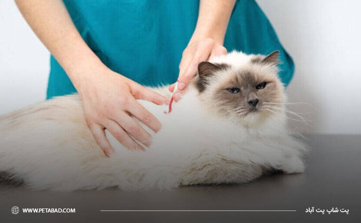 مدیریت و درمان ریزش مو حیوان خانگی