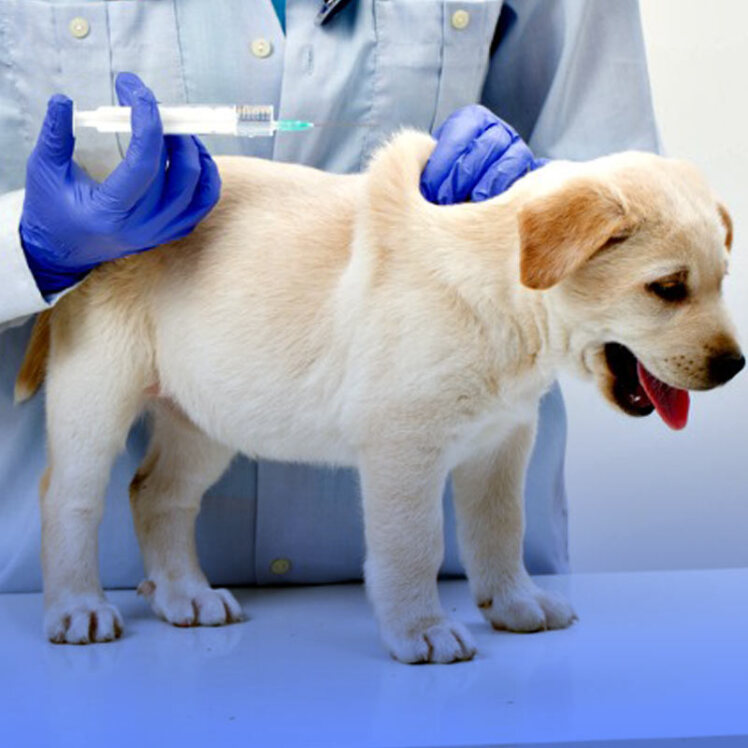 واکسن های چندگانه مخصوص سگ ها چه تفاوتی با هم دارند؟