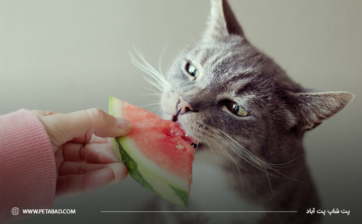 هندوانه برای حیوان خانگی مناسب است؟