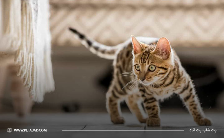 سرپرستی گربه بنگال