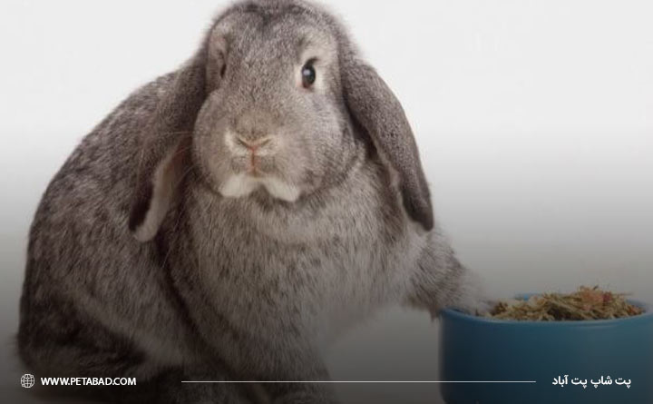 تغذیه موثر برای درمان یبوست خرگوش