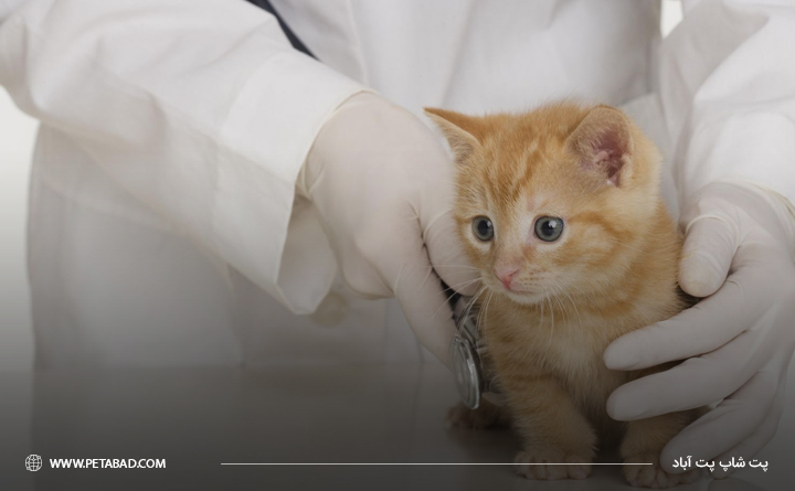 نحوه نگهداری از گربه دی ‌اس اچ: بردن گربه به دامپزشک