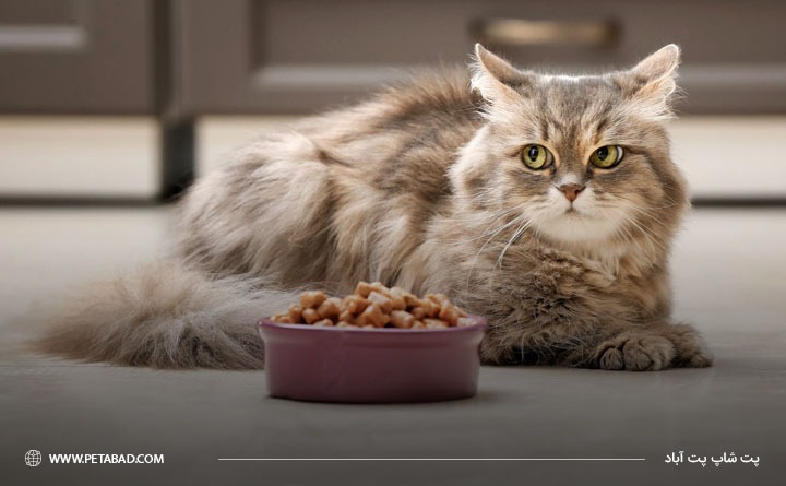 بهترین برند غذای درمانی گربه